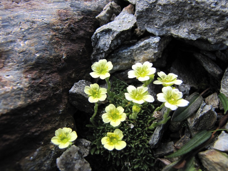 Sentieri ferrati, sentieri fioriti: i fiori dell''Albiolo